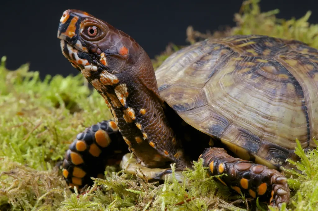 Closeup Image of Box Turtle 