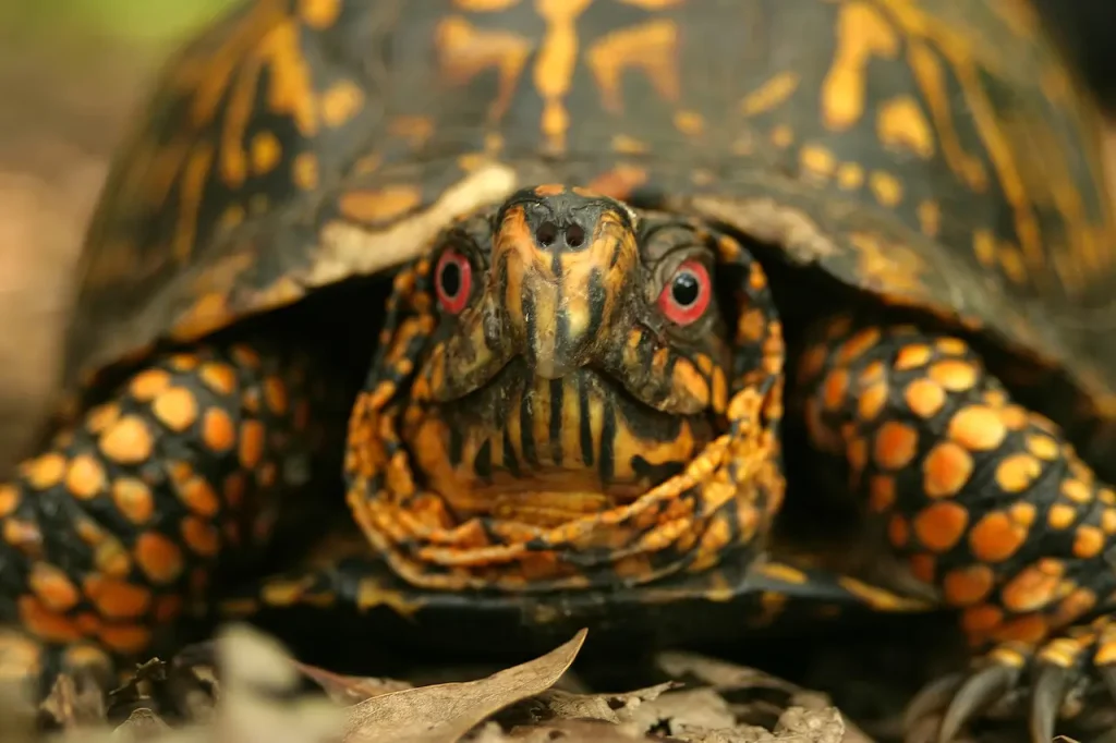 Head Shot of a Box Turtle 