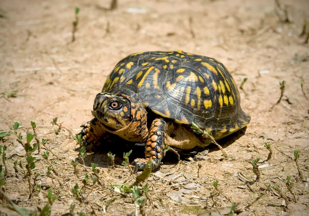 North American Box Turtles Species | Box Turtles