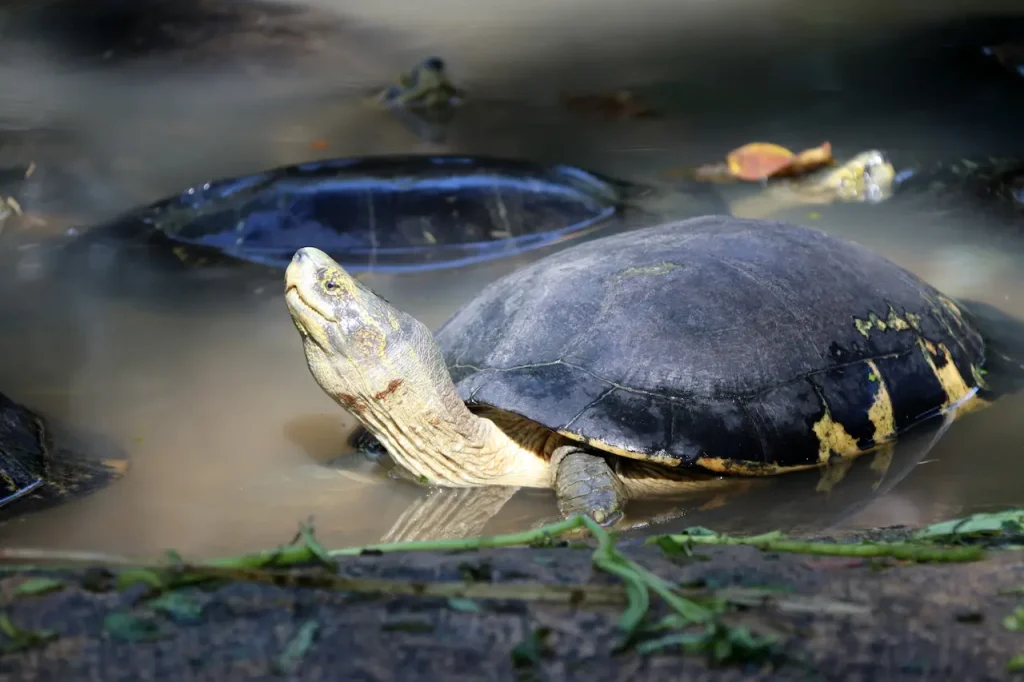 Asian Box Turtle in the Water 