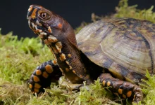 Turtle on the Green Plant. Box Turtle Care Sheet