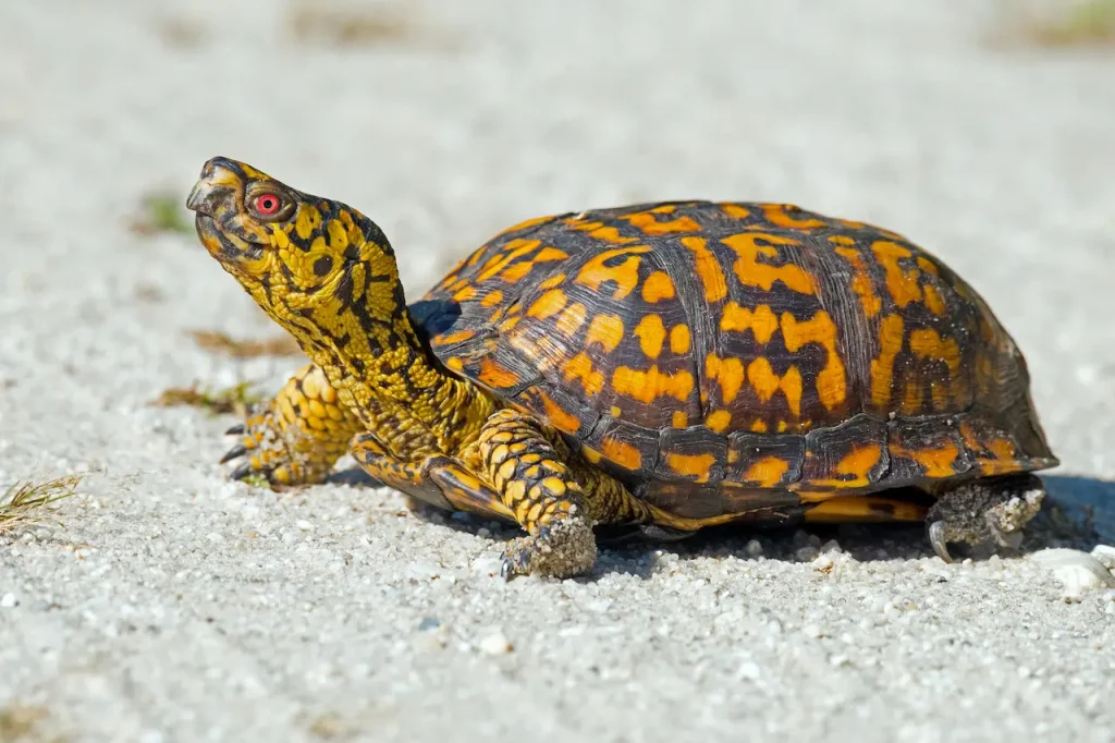Eastern Box Turtle Crossing a Dirt Road 